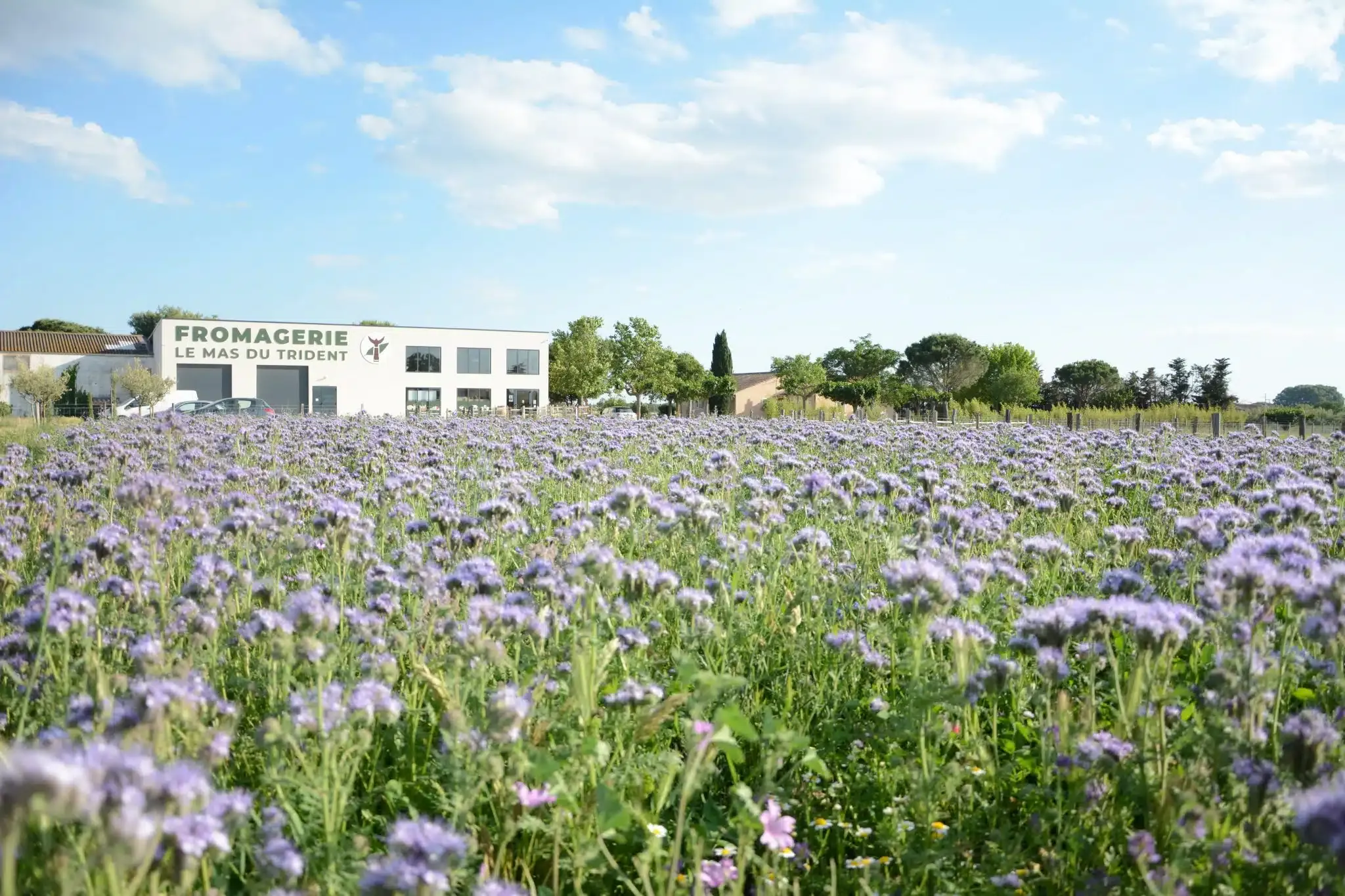 Le Mas du Trident Fromagerie et sa prairie en fleurs
