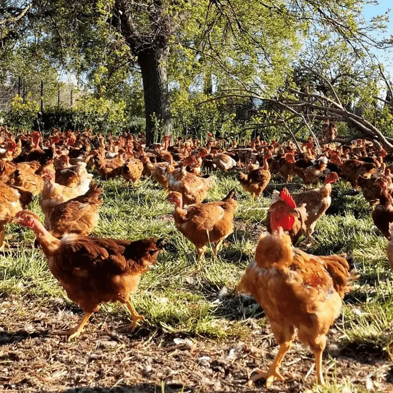 Poulets fermiers du Mas du Trident