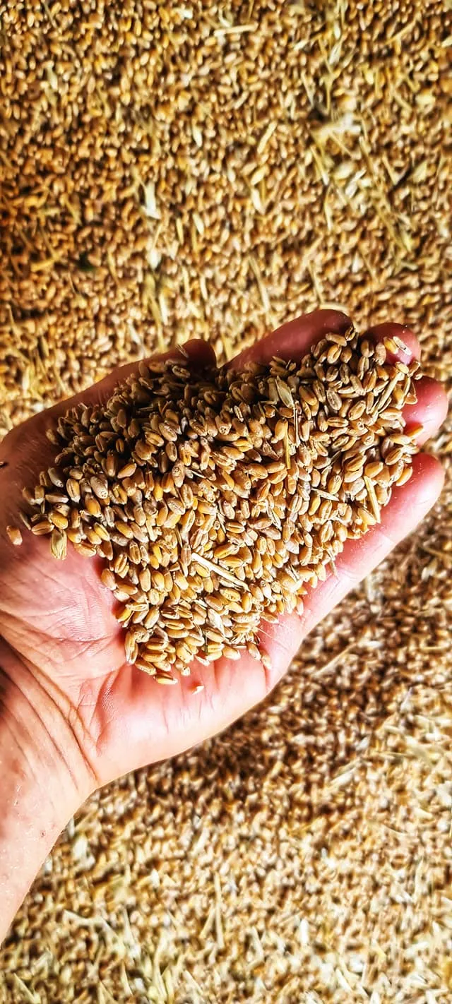 Une poignée de grain produit sur place, servi aux volailles