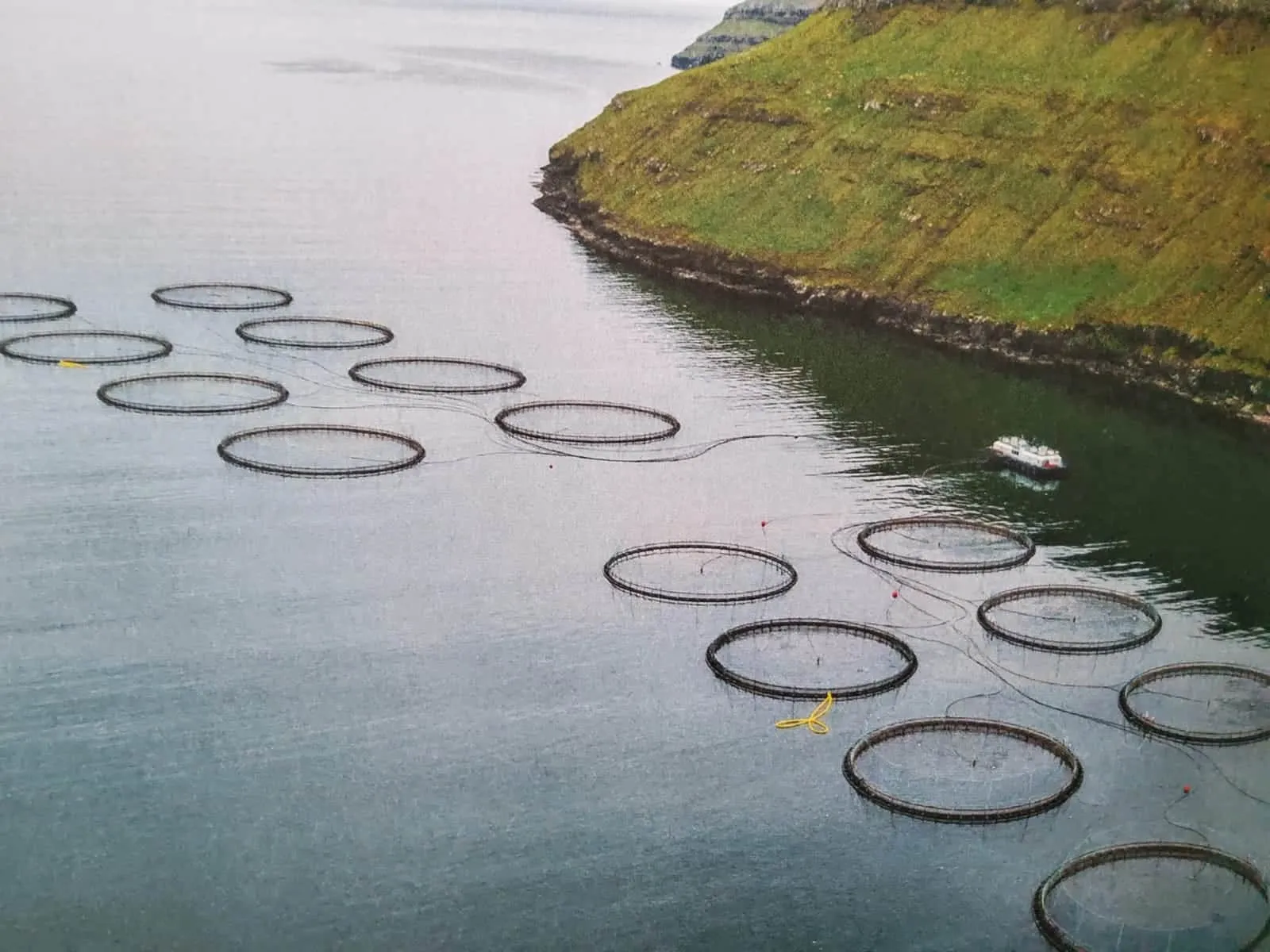 Les enclos d’élevage de saumon dans un fjord des Îles Féroé